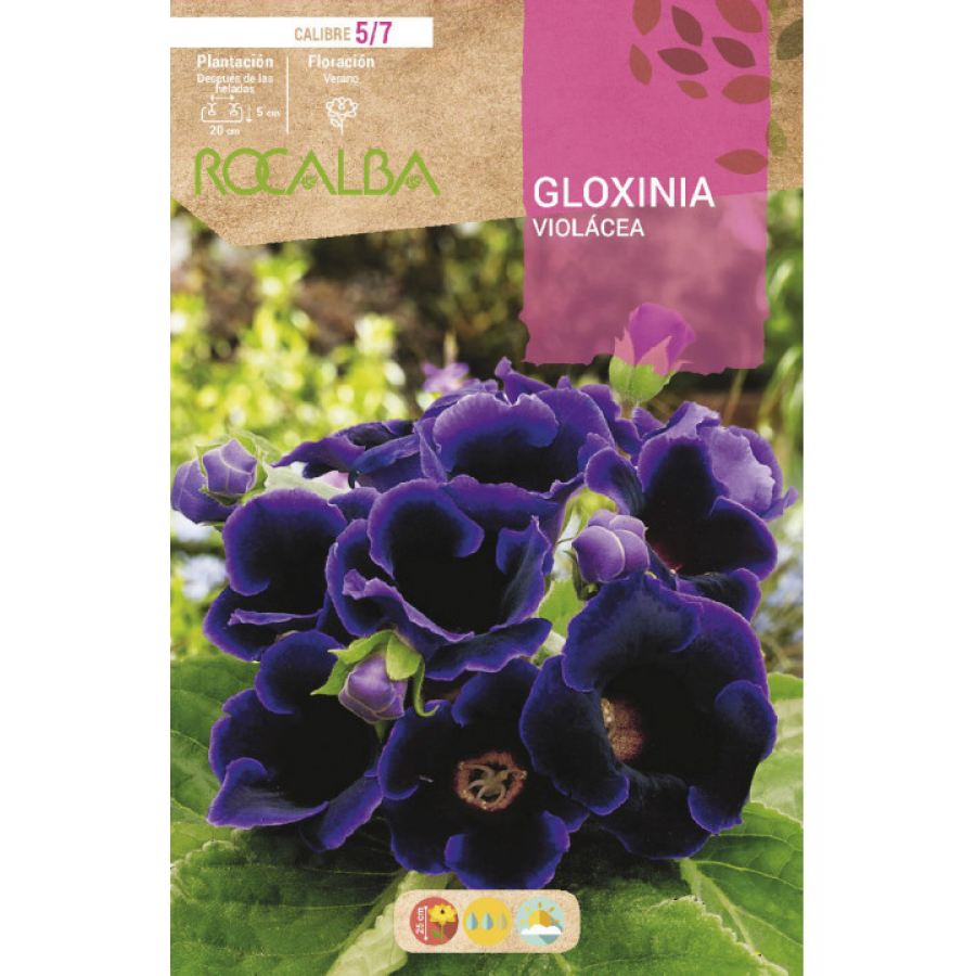 S.BOLBO RO.GAVETA GLOXINIAS VIOLETA - BUGX2965
