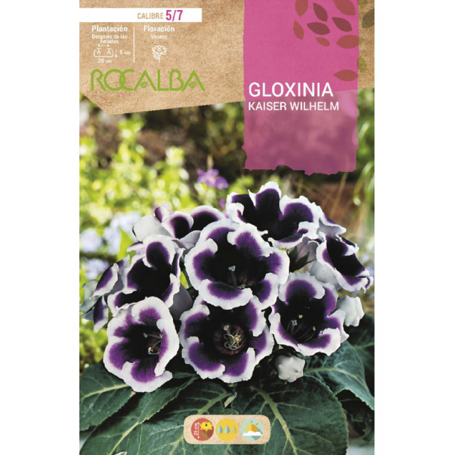 S.BOLBO RO.GAVETA GLOXINIAS AZUL - BUGX2990