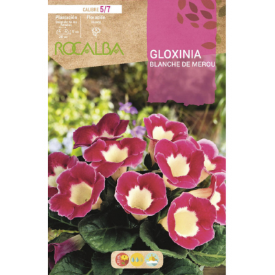 S.BOLBO RO.GAVETA GLOXINIAS ROSA - BUGX2995