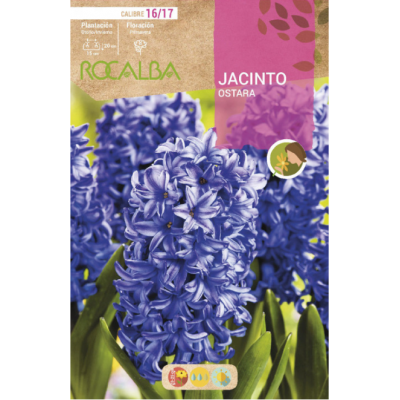S.BOLBO RO.GAVETA 50 JACINTOS OSTARA AZUL CELESTE-BUJN0580
