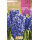 S.BOLBO RO.GAVETA 50 JACINTOS OSTARA AZUL CELESTE-BUJN0580