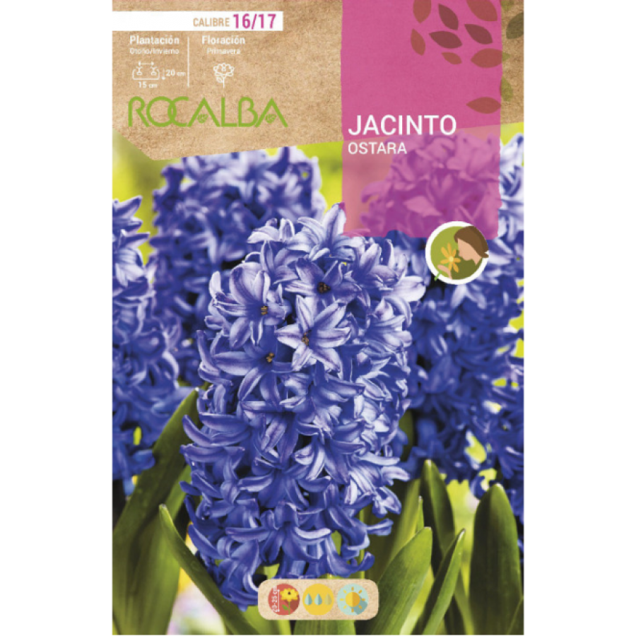 S.BOLBO RO.GAVETA 50 JACINTOS OSTARA AZUL CELESTE-BUJN0580 S.BOLBO RO.GAVETA 50 JACINTOS OSTARA AZUL CELESTE-BUJN0580