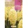 S.BOLBO RO.GAVETA 50 JACINTOS CITY OF HAARLEM AMARELO -BUJN0585