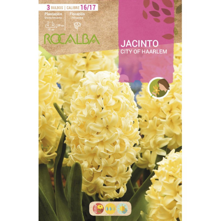 S.BOLBO RO.GAVETA 50 JACINTOS CITY OF HAARLEM AMARELO -BUJN0585