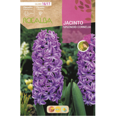 S.BOLBO RO.GAVETA 50 JACINTOS SPLENDID CORNELIA PURPURA-BUJN0595