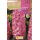 S.BOLBO RO.GAVETA 50 JACINTOS PINK PEARL VERMELHO CLARO-BUJN0600