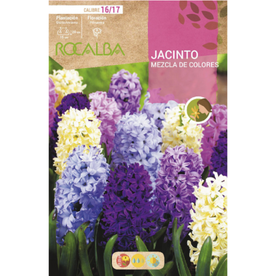 S.BOLBO RO.GAVETA 50 JACINTOS MISTURA DE CORES-BUJN0615 S.BOLBO RO.GAVETA 50 JACINTOS MISTURA DE CORES-BUJN0615