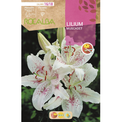 S.BOLBO RO.GAVETA LILIUS MUSCADET -BULI2625