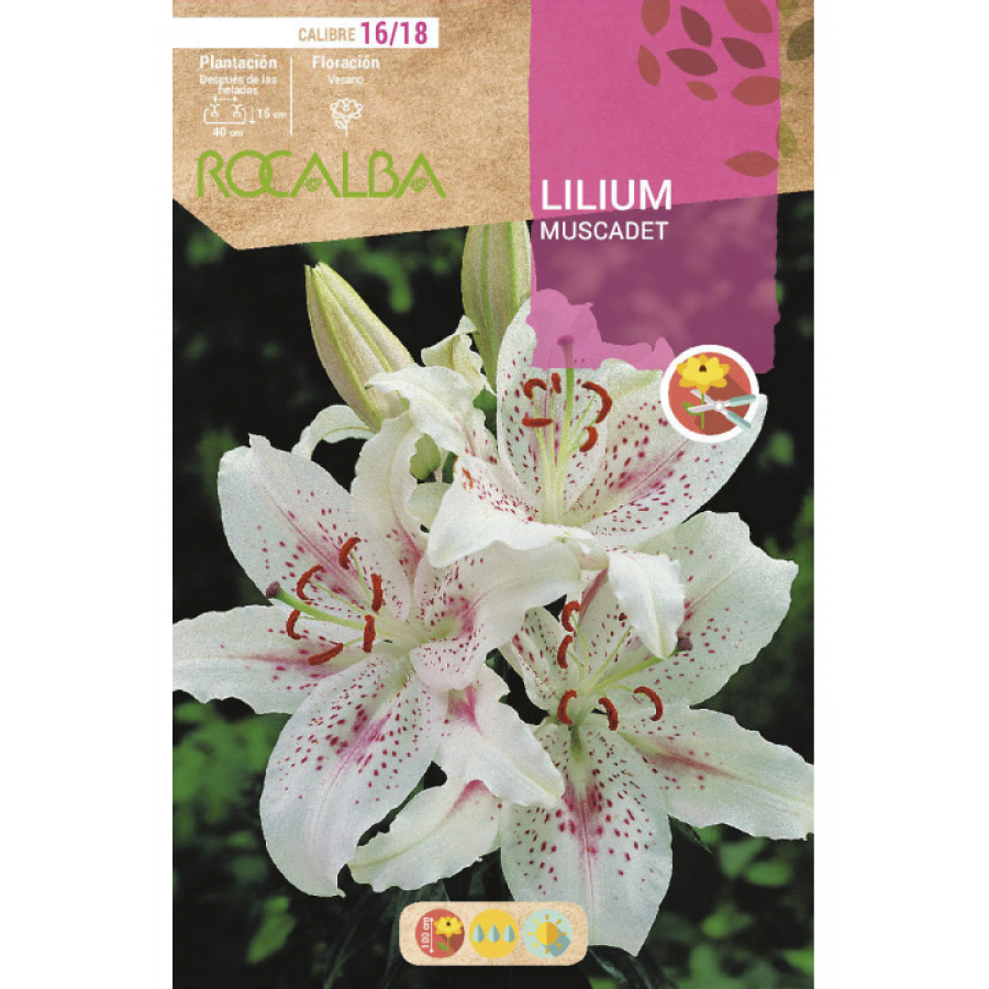 S.BOLBO RO.GAVETA LILIUS MUSCADET -BULI2625
