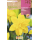 S.BOLBO RO.GAVETA 60 NARCISOS DOBRADO DOBLE G.DUCAT -BUND0710