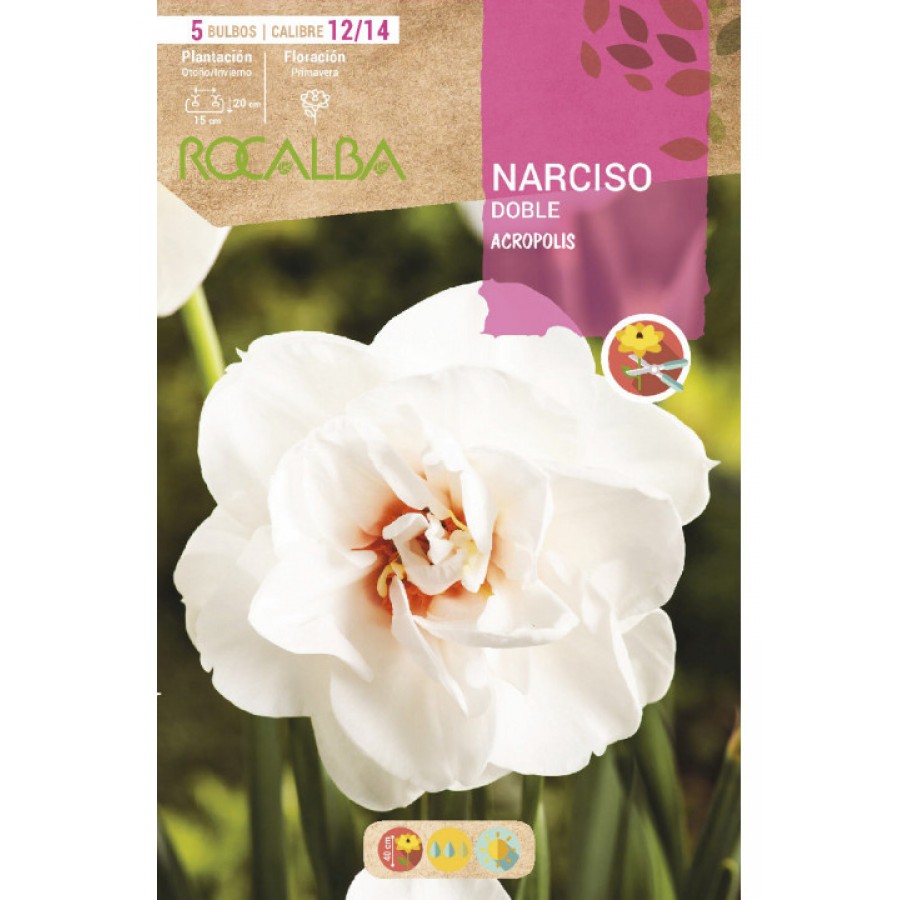 S.BOLBO RO.GAVETA 60 NARCISOS DOBRADOS ACROPOLIS-BUND0715