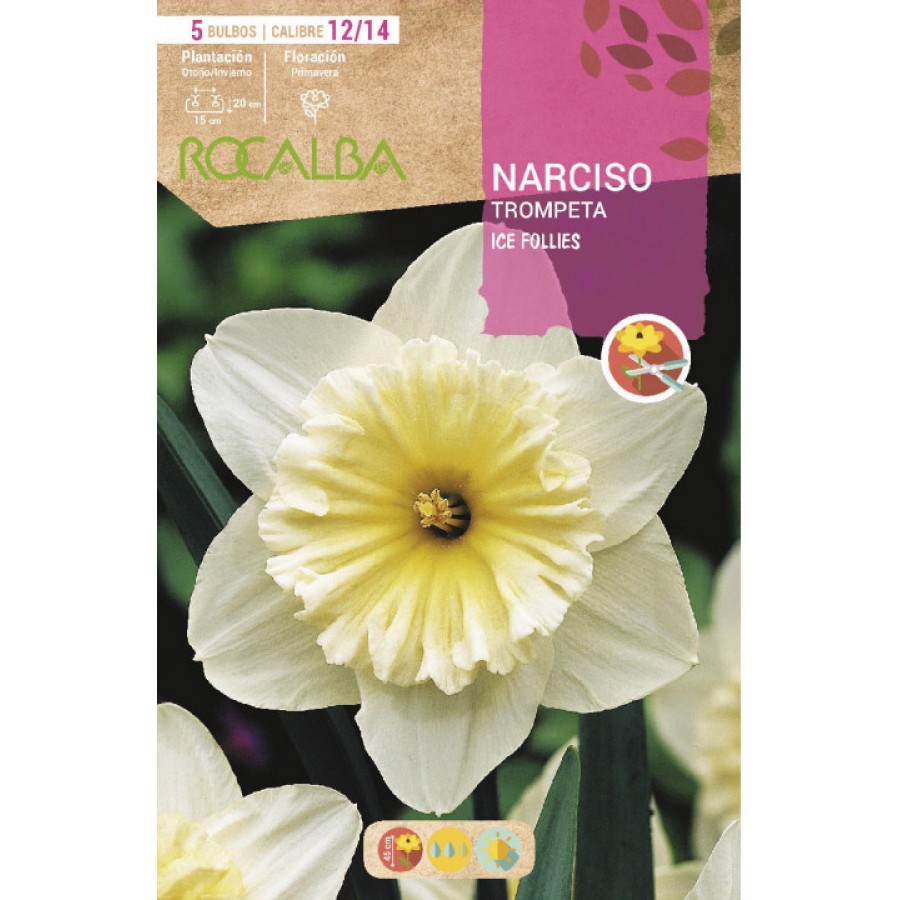 S.BOLBO RO.GAVETA 60 NARCISOS TROMPETA ICE FOLLIES -BUNT0770