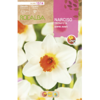 S.BOLBO RO.GAVETA 60 NARCISOS TROMPETA SEMPRE AVANTI-BUNT0775 S.BOLBO RO.GAVETA 60 NARCISOS TROMPETA SEMPRE AVANTI-BUNT0775