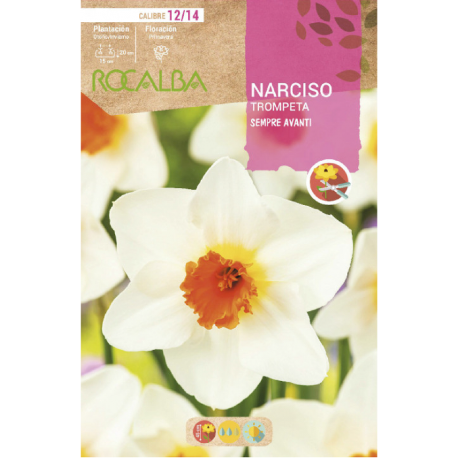 S.BOLBO RO.GAVETA 60 NARCISOS TROMPETA SEMPRE AVANTI-BUNT0775 S.BOLBO RO.GAVETA 60 NARCISOS TROMPETA SEMPRE AVANTI-BUNT0775