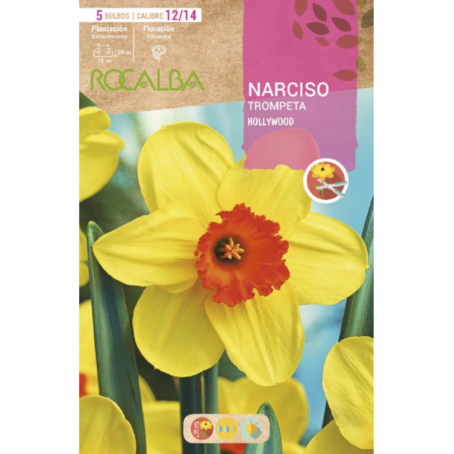 S.BOLBO RO.GAVETA 60 NARCISOS TROMPETA HOLLYWOO AMARELO CENTRO LARANJA<br>-BUNT0780 S.BOLBO RO.GAVETA 60 NARCISOS TROMPETA HOLLYWOO AMARELO CENTRO LARANJA<br>-BUNT0780