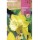 S.BOLBO RO.GAVETA 60 NARCISOS TROMPETA SPELLBINDERI-BUNT0790