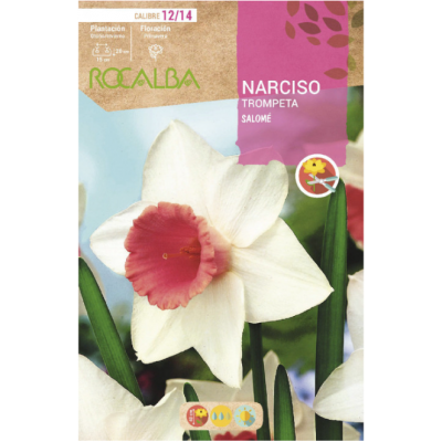 S.BOLBO RO.GAVETA 60 NARCISOS TROMPETA SALOME-BUNT0795
