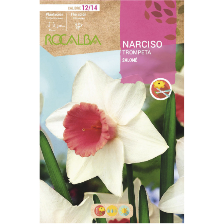 S.BOLBO RO.GAVETA 60 NARCISOS TROMPETA SALOME-BUNT0795 S.BOLBO RO.GAVETA 60 NARCISOS TROMPETA SALOME-BUNT0795