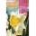 S.BOLBO RO.GAVETA 60 NARCISOS TROMPETA MAGNET -BUNT0800
