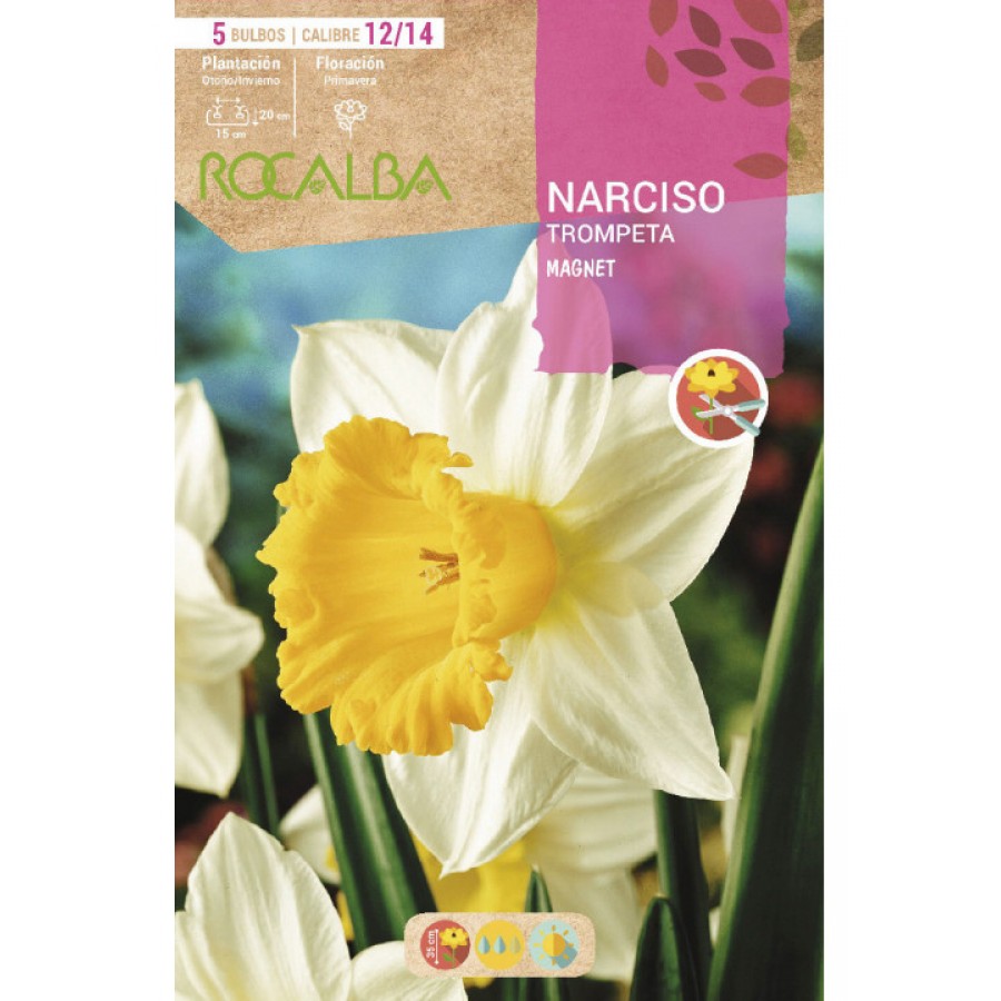S.BOLBO RO.GAVETA 60 NARCISOS TROMPETA MAGNET -BUNT0800