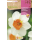 S.BOLBO RO.GAVETA 60  NARCISOS TROMPETA BARRET BROWNING -BUNT0810
