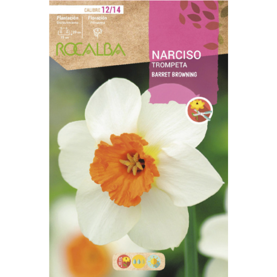 S.BOLBO RO.GAVETA 60 NARCISOS TROMPETA BARRET BROWNING -BUNT0810 S.BOLBO RO.GAVETA 60 NARCISOS TROMPETA BARRET BROWNING -BUNT0810