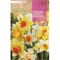 S.BOLBO RO.GAVETA 60 NARCISOS TROMPETA  MISTURADE CORE  -BUNT0815