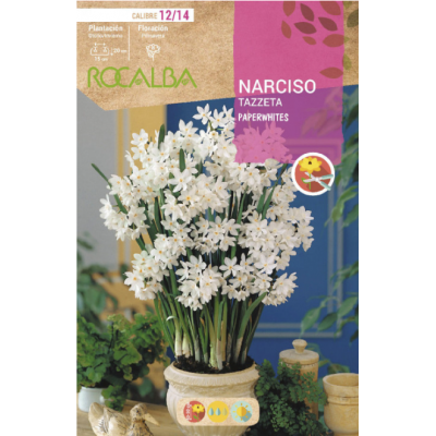 S.BOLBO RO.GAVETA 60 NARCISOS TAZZETA PAPERWHITES-BUNZ0845