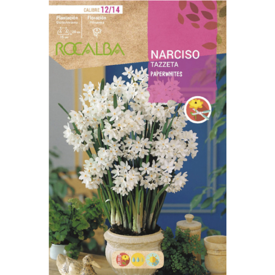 S.BOLBO RO.GAVETA 60 NARCISOS TAZZETA PAPERWHITES-BUNZ0845