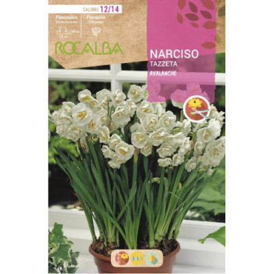S.BOLBO RO.GAVETA 60 NARCISOS TAZZETA GERANIUM-BUNZ0860