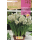 S.BOLBO RO.GAVETA 60 NARCISOS TAZZETA GERANIUM-BUNZ0860