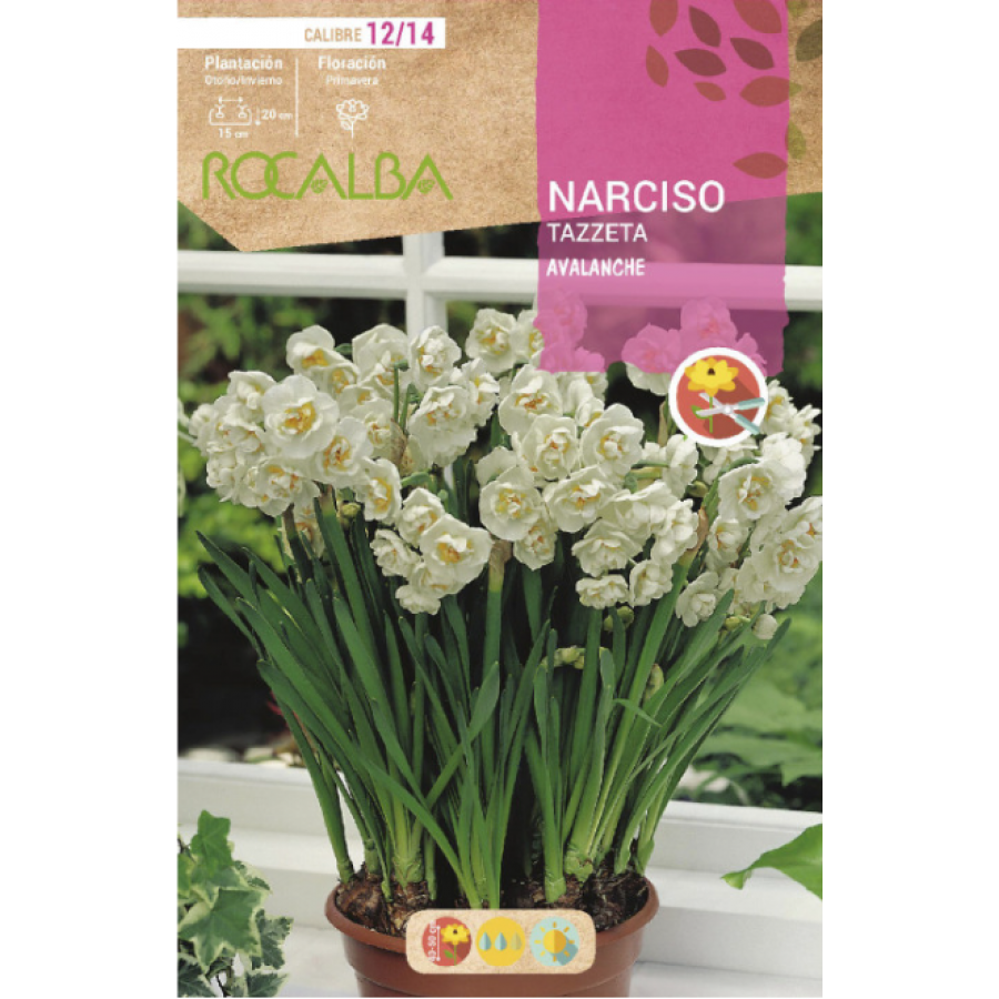 S.BOLBO RO.GAVETA 60 NARCISOS TAZZETA GERANIUM-BUNZ0860