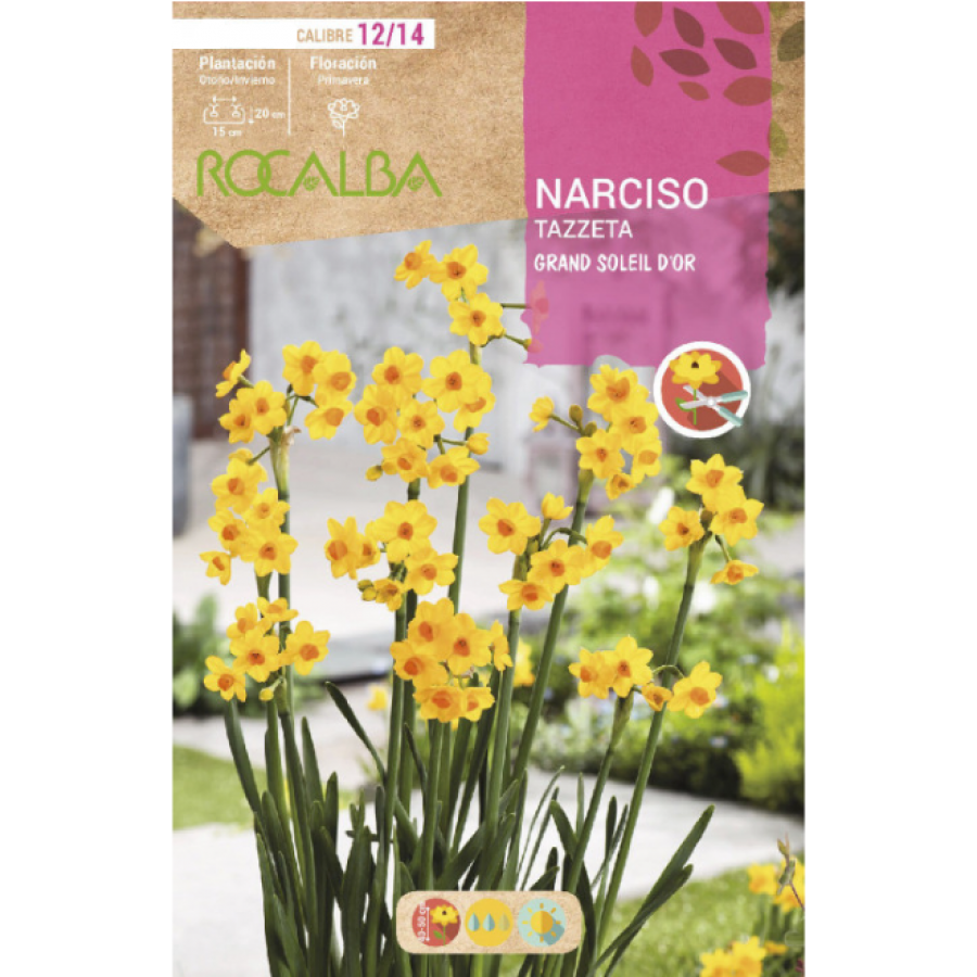 S.BOLBO RO.GAVETA 60 NARCISOS TAZZETA GRAND SOLEIL DOR-BUNZ0855