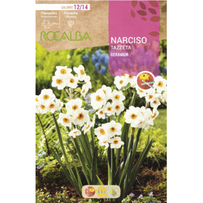 S.BOLBO RO.GAVETA NARCISOS TZ GERANIUM   -BUNZ0860