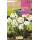 S.BOLBO RO.GAVETA NARCISOS TZ GERANIUM   -BUNZ0860