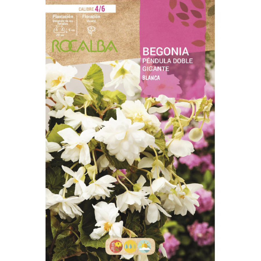 S.BOLBO RO.GAVETA BEGONIA PEND. GIGANTE - BRANCO BUPG2780