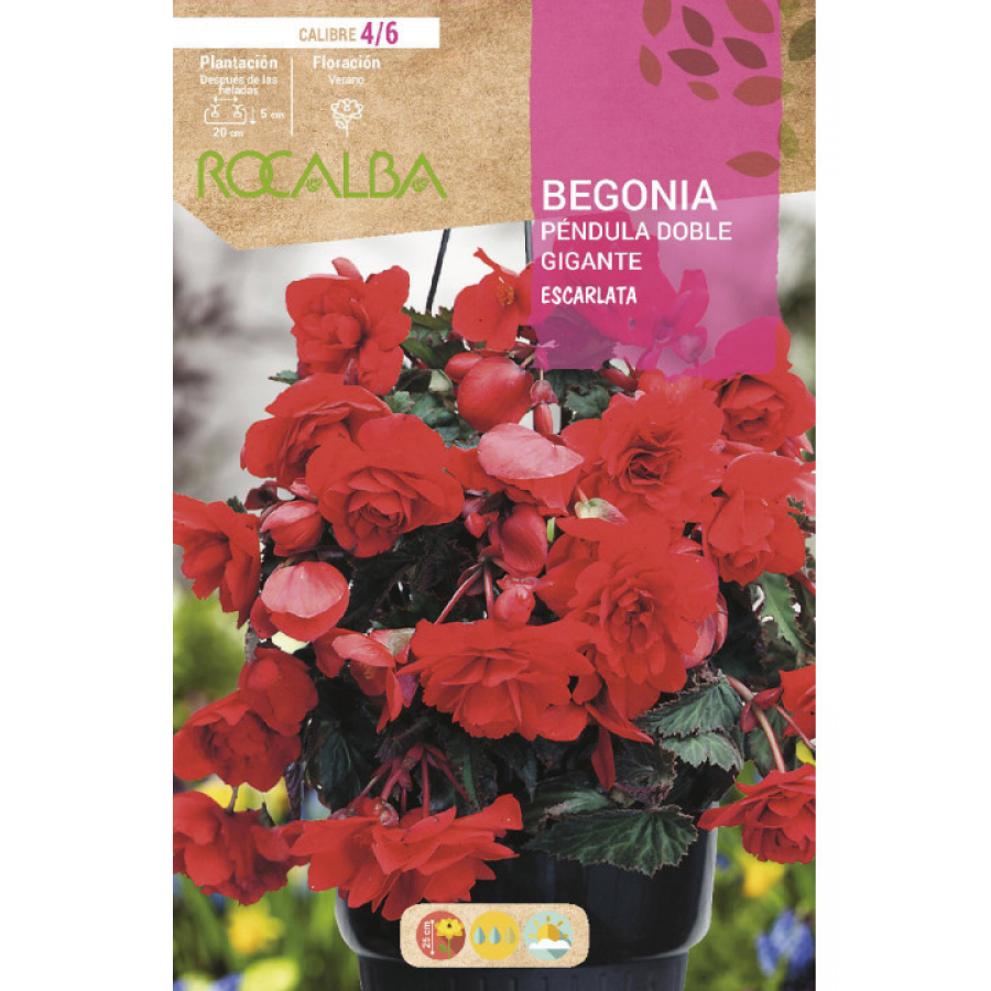 S.BOLBO RO.GAVETA BEGONIA PEN. GIGANTE-ESCARLATA BUPG2795 S.BOLBO RO.GAVETA BEGONIA PEN. GIGANTE-ESCARLATA BUPG2795