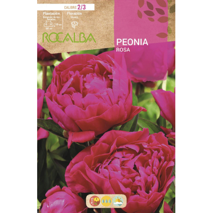 S.BOLBO RO.GAVETA PEONIAS - ROSA BUPN3110 S.BOLBO RO.GAVETA PEONIAS - ROSA BUPN3110