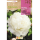 S.BOLBO RO.GAVETA PEONIAS - BRANCO BUPN3115