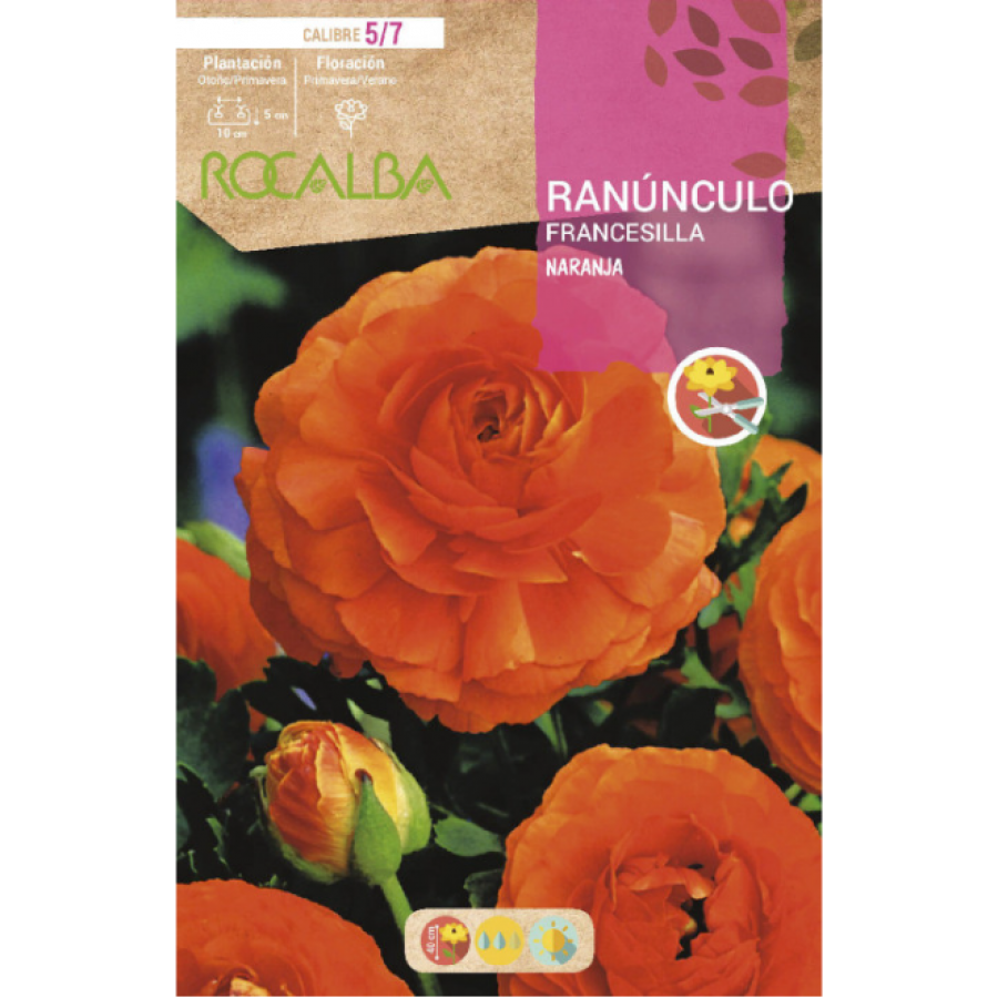 S.BOLBO RO.GAVETA 200 RANUNCULO FRANCESILLA LARANJA-BURF1205