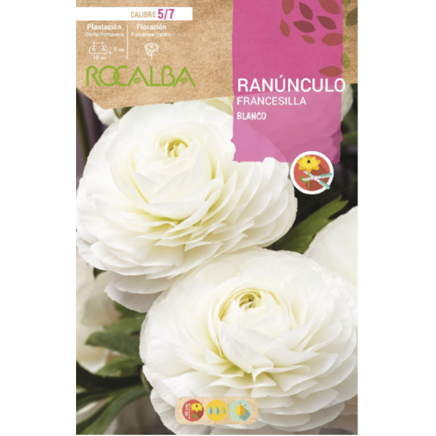 S.BOLBO RO.GAVETA 200 RANUNCULO FRANCESILLA BRANCO-BURF1210