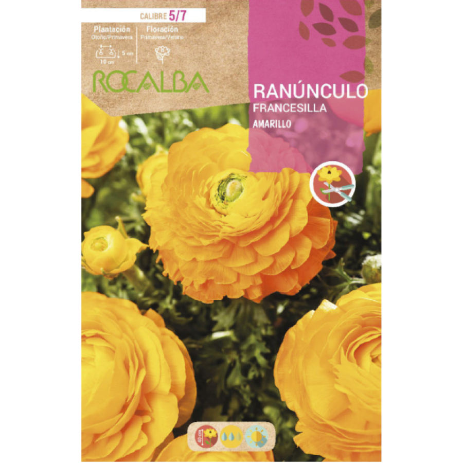 S.BOLBO RO.GAVETA 200 RANUNCULO FRANCESILLA AMARELO -BURF1220