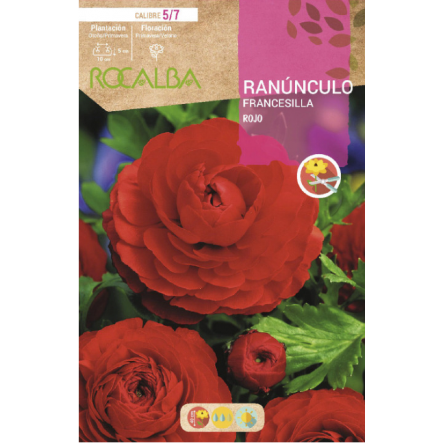 S.BOLBO RO.GAVETA 200 RANUNCULO FRANCESILLA VERMELHO-BURF1225