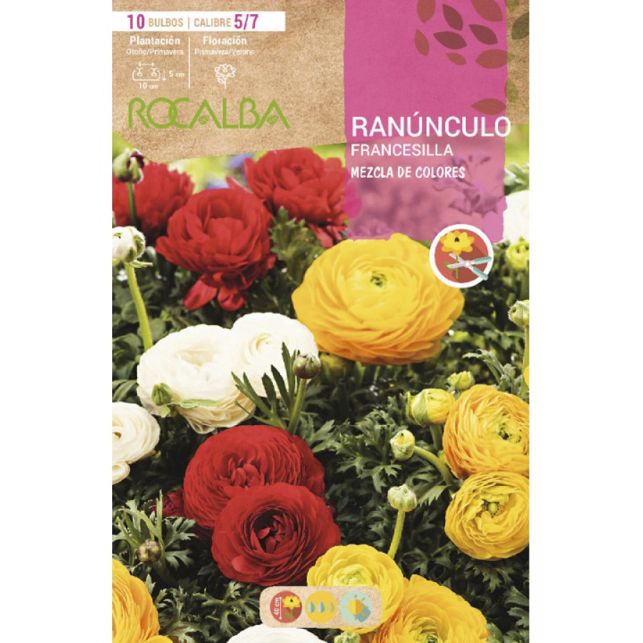 S.BOLBO RO.GAVETA 200 RANUNCULO FRANCESILLA MISTURA DE CORES -BURF1230