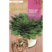 S.BOLBO RO.GAVETA 25 ROSA DE JERICO SELAGINELA LEPIDOPHYLLA -BURJ1665 S.BOLBO RO.GAVETA 25 ROSA DE JERICO SELAGINELA LEPIDOPHYLLA -BURJ1665