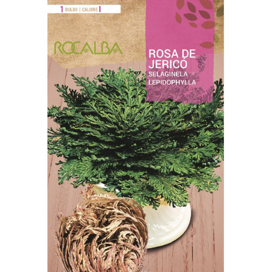 S.BOLBO RO.GAVETA 25 ROSA DE JERICO SELAGINELA LEPIDOPHYLLA -BURJ1665 S.BOLBO RO.GAVETA 25 ROSA DE JERICO SELAGINELA LEPIDOPHYLLA -BURJ1665