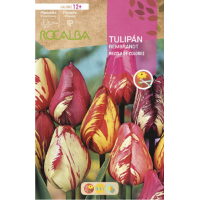 S.BOLBO RO.GAVETA 100 TULIPAS REMBRANDT MISTURA DE CORES -BUTB0520 S.BOLBO RO.GAVETA 100 TULIPAS REMBRANDT MISTURA DE CORES -BUTB0520