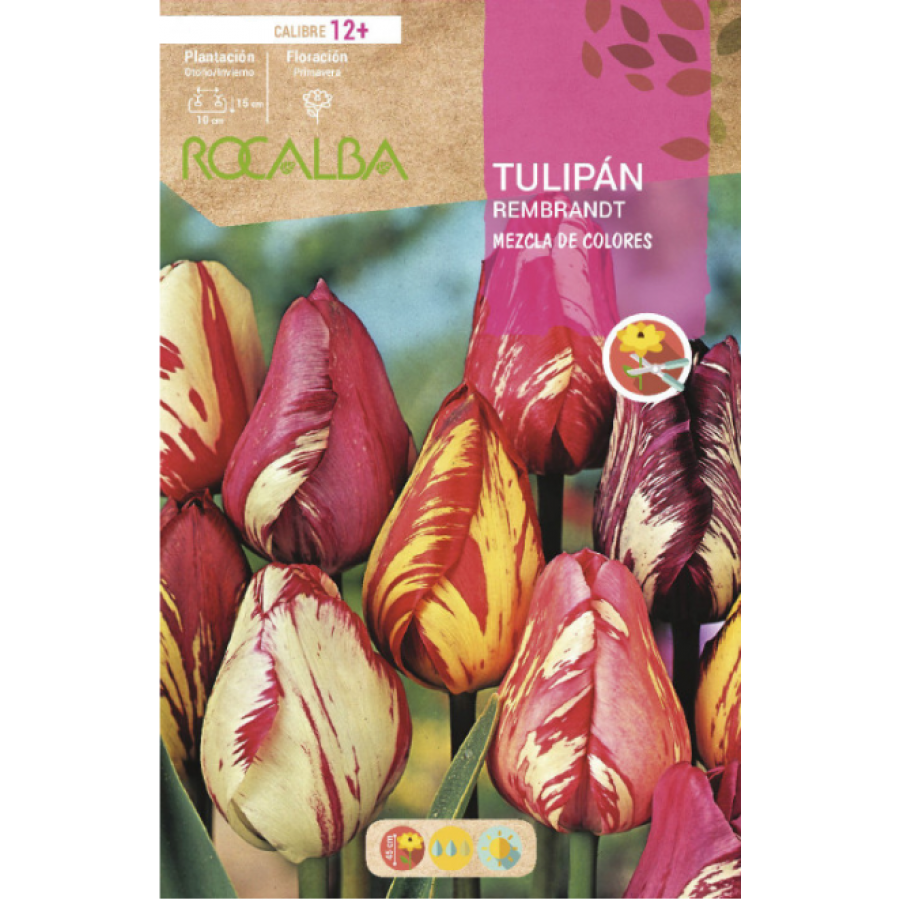 S.BOLBO RO.GAVETA 100 TULIPAS REMBRANDT MISTURA DE CORES -BUTB0520 S.BOLBO RO.GAVETA 100 TULIPAS REMBRANDT MISTURA DE CORES -BUTB0520