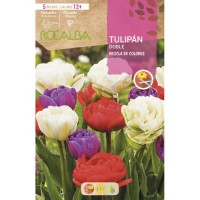 S.BOLBO RO.GAVETA 100 TULIPAS DOBRADAS MISTURA DE CORES -BUTD0330