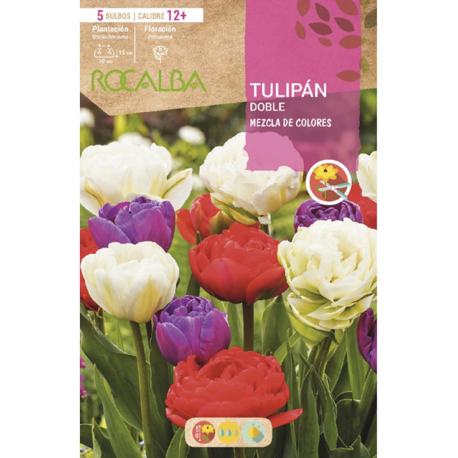 S.BOLBO RO.GAVETA 100 TULIPAS DOBRADAS MISTURA DE CORES -BUTD0330